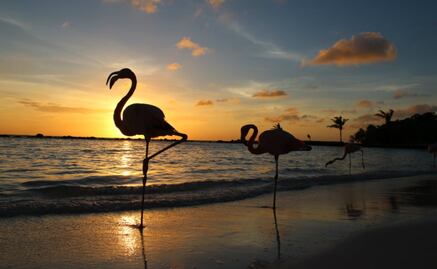 11 curiosidades que debes saber sobre Aruba