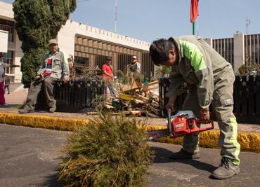 Alistan recepción de árboles de Navidad en Cuauhtémoc