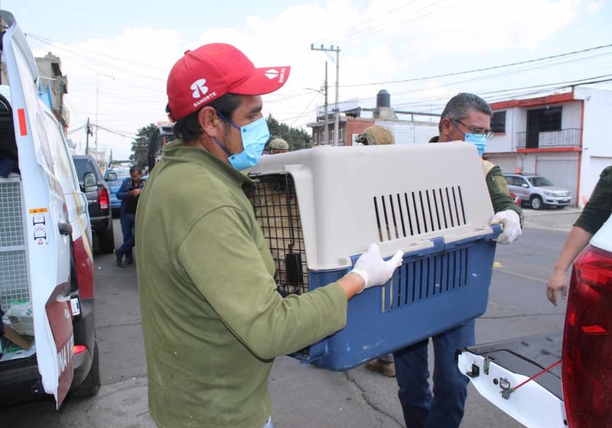 Los animales comercializados deberán contar con certificado de salud y bienestar. Foto: Especial