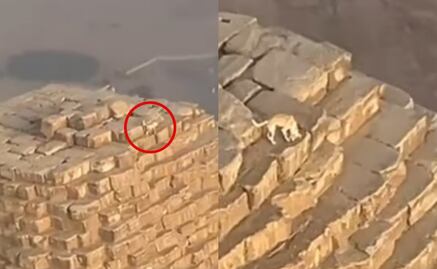 ¿Anubis eres tú? Captan a lomito en la cima de la pirámide de Giza; habría subido persiguiendo a unos pájaros