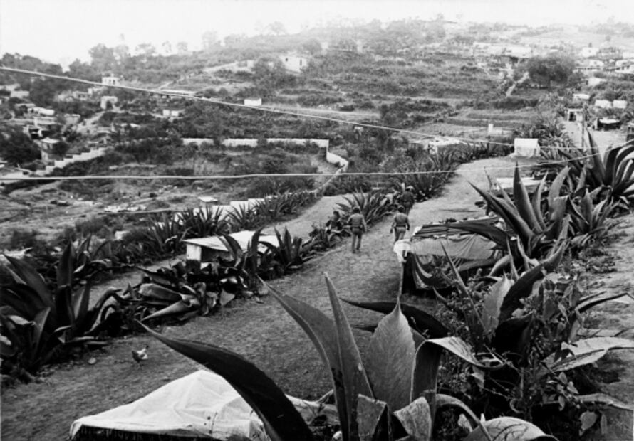 La planta de los paisajes mexicanos