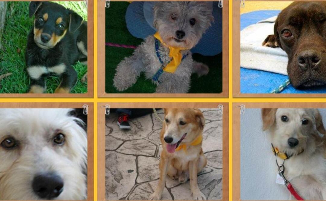 Encuentran hogar 27 mil perros de la calle 