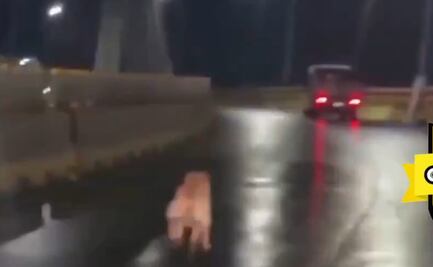 VIDEO: Tras ser abandonado, lomito corre desesperado para alcanzar a su dueño en Puebla