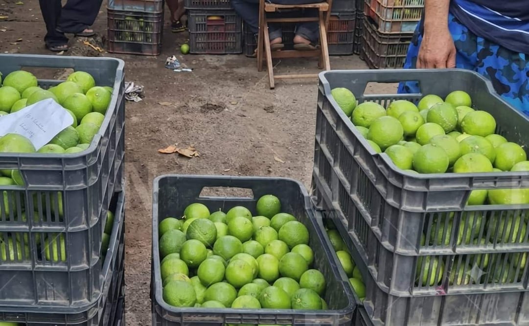 Precio del limón se desploma en Yucatán; productores atribuyen crisis a la sobreoferta.
Foto: Especial.