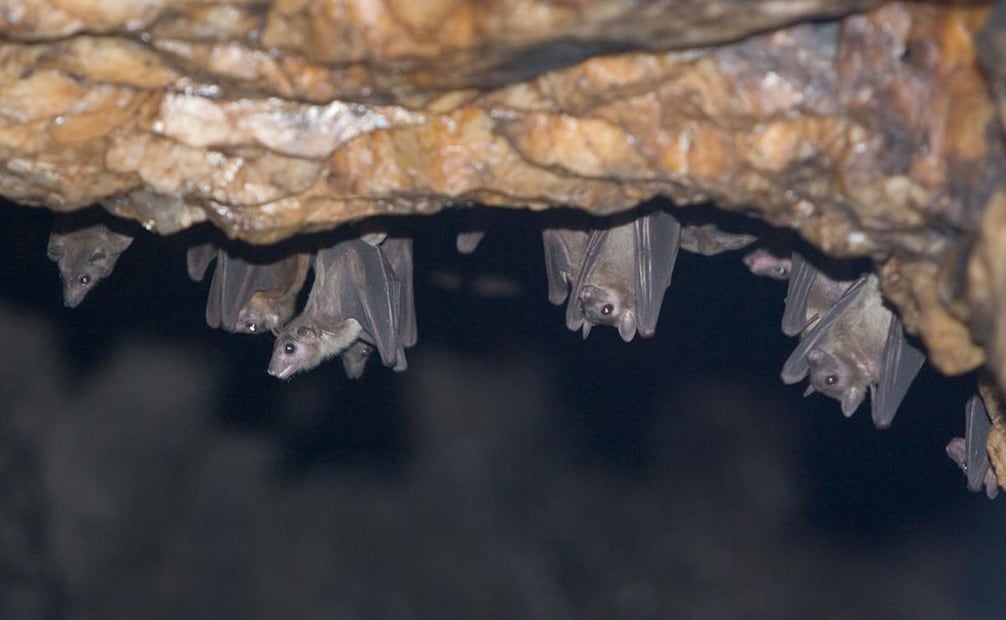 Este virus se encuentra en la orina de los murciélagos y potencialmente en sus heces, saliva y fluidos de parto. Foto: OMS