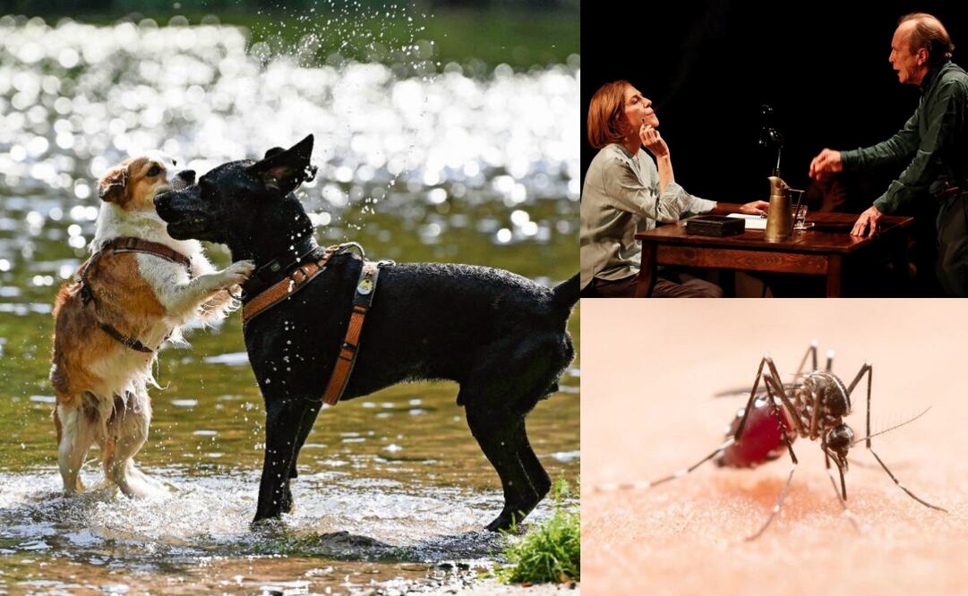 Estas fechas tienen el objetivo de concienciar sobre determinadas problemáticas sociales, enfermedades, reconocer profesiones y también visibilizar la importancia de algunos animales.