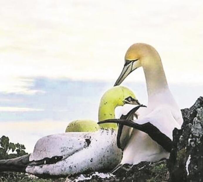 El Foco. Hay un Bisogno al volante... ¡Cuidado ciclistas!