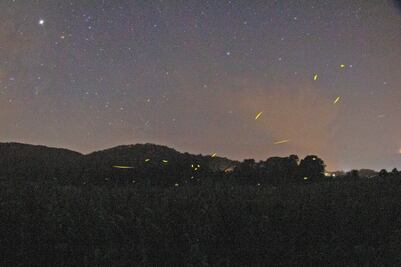Abren en Tlalpujahua santuario de luciérnagas