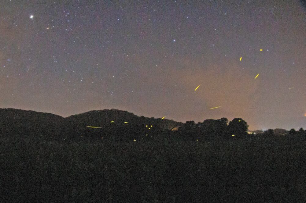 El área de avistamiento está abierta diariamente para todos los visitantes. Los recorridos inician a las 19:00 horas y el lugar está ubicado a tan sólo 13 kilómetros de la cabecera municipal de Tlalpujahua. Foto: CHARBELL LUCIO. EL UNIVERSAL