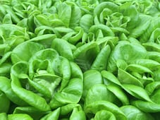 Cyclospora se extiende por EU: el brote ya llega a 20 estados y supera los 11 mil casos