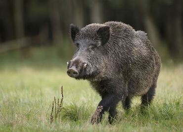 ¡Tragedia! Fueron a cazar, un amigo lo confundió con un jabalí y lo mató de un tiro en la garganta