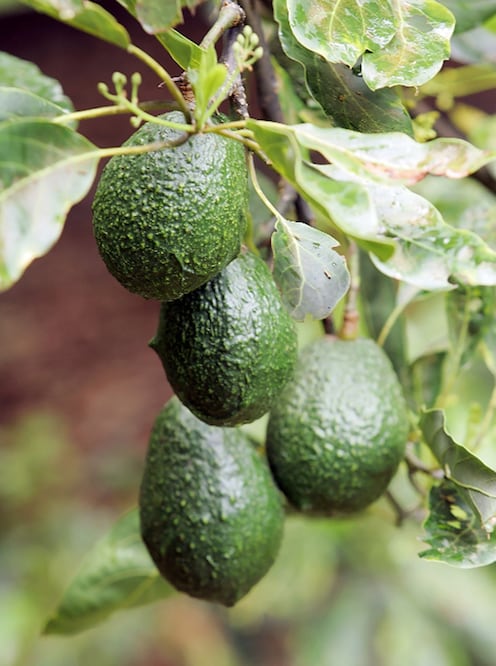 Avocados hanging from a tree – Photo: Álvaro Contreras