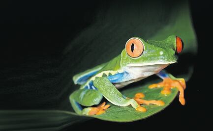 Con bacterias de la piel de ranas se crearía biopesticida/fertilizante