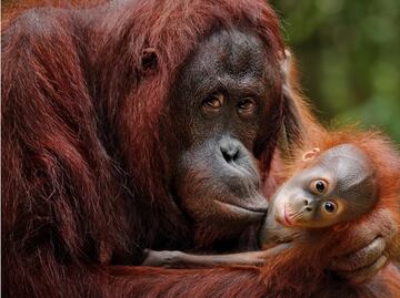 5 emociones que no son exclusivas de los humanos