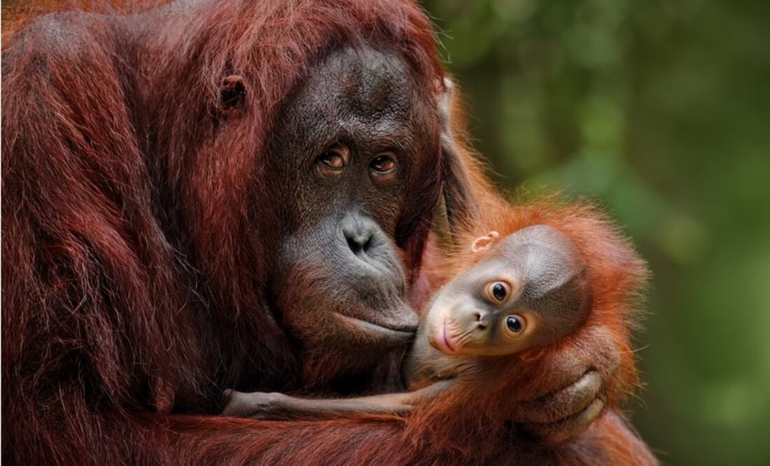 Así como en otras especies, el sentimiento maternal de las madres primate ha quedado demostrado por la ciencia. Foto: BBC
