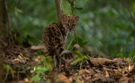 "Estamos felices de tener un nuevo gato en la Tierra"; ecosistema de felino descubierto en Bolivia está amenazado, alerta bióloga