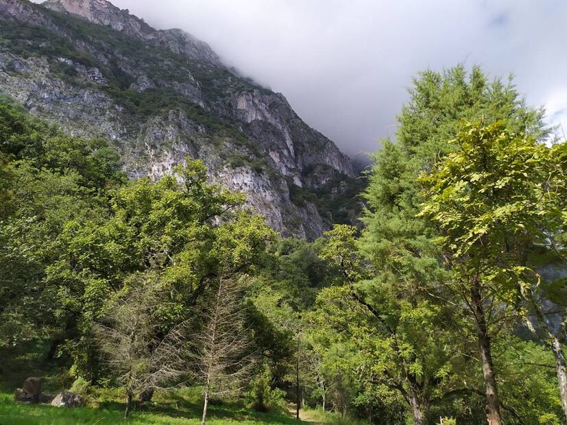 Parque Ecológico Chipinque, uno de los sitios para avistar aves. Foto: Kingfisher Birdwatching Nuevo León