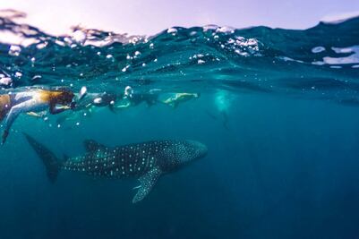 Cuánto cuesta nadar con tiburones ballena en Quintana Roo