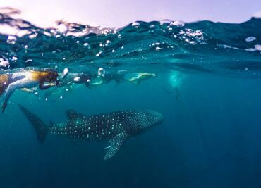 Cuánto cuesta nadar con tiburones ballena en Quintana Roo