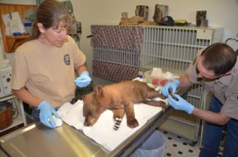 Rescatan a cachorro de oso herido de incendio en Colorado