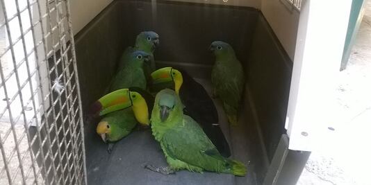 Detienen a dos por posesión ilegal de fauna silvestre en Tabasco