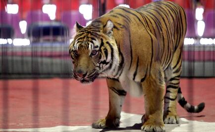 Durango avala reformas a ley de protección animal