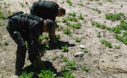 PGR destruye plantío de amapola en Durango