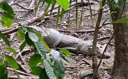 Policía recupera instalaciones y animales de zoológico de Quintana Roo