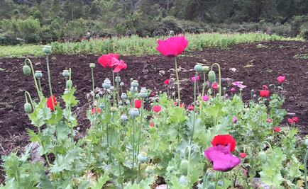 Hallan 8 plantíos de amapola en Chiapas