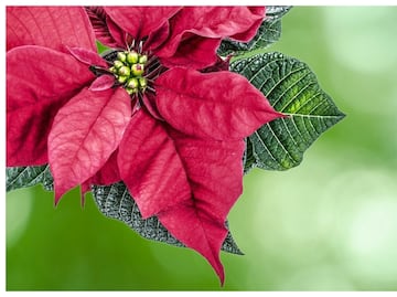 Habrá Feria de la Nochebuena en el Zócalo de la CDMX