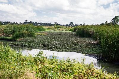 Daño ecológico en Xochimilco, acusan 