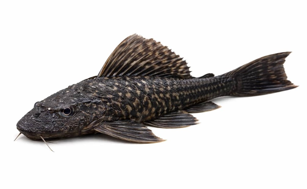 Foto: Imagen creada con AI.