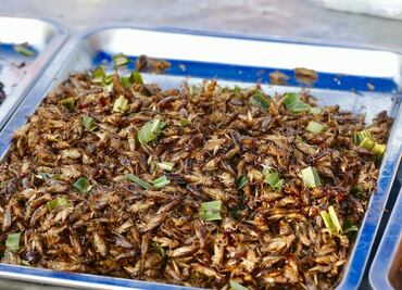 Festival de insectos comestibles en la CDMX