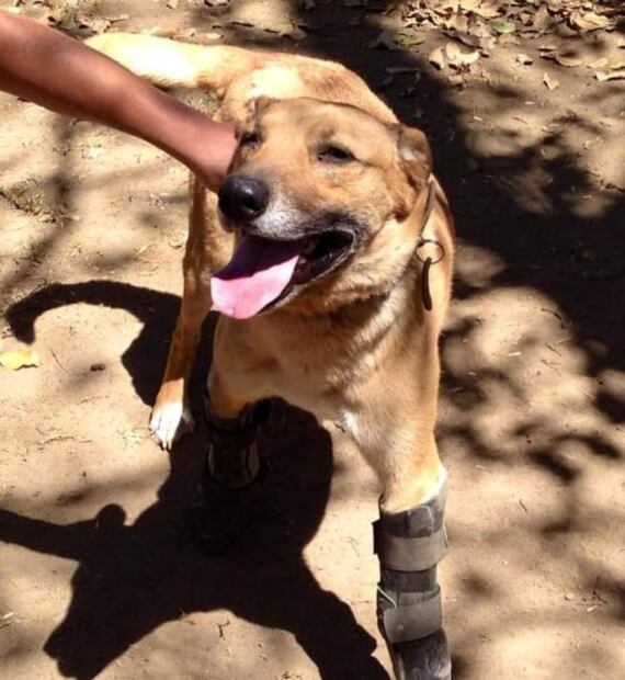 Pay de Limón, el perrito mexicano mutilado por el narco, nominado a la "mejor mascota de Estados Unidos"