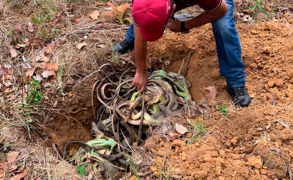 Profepa reporta el rescate de 192 ejemplares de iguanas verdes que eran trasladados amontonados en cajas; 31 murieron (06/04/2026). Foto: Profepa