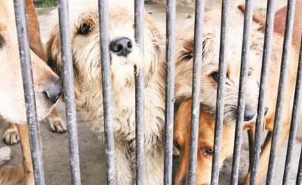 Iztapalapa, la delegación con más denuncias por maltrato animal