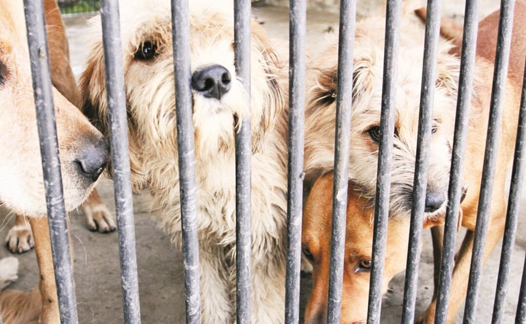 (Foto: Archivo/El Universal)