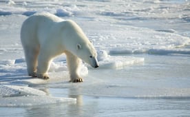 Multan a turista en Noruega con más de 5 mil dólares; despertó a un oso polar con una sirena marítima