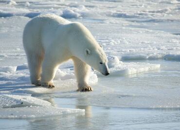 La desaparición de osos polares de la bahía de Hudson podría ser "inminente", advierten