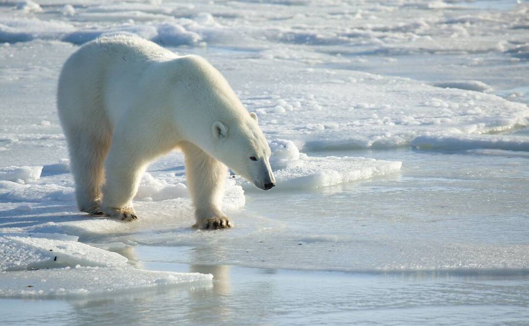 Desaparición de la población de osos polares de la bahía de Hudson. Foto: EFE