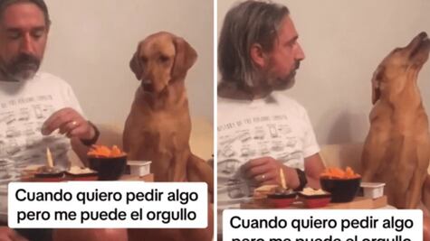 ¿A todos les pasa? Critican a perrito en la red por rechazar deliciosa comida ofrecida por su amo