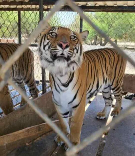 Tigre hallado en dicho predio. Foto: Especial