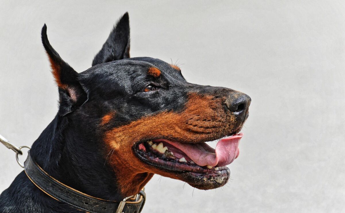 Encuentran el primer caso de gusano barrenador en un perro de la CDMX

Senasica confirmó el suceso ocurrido en la alcaldía Tlalpan