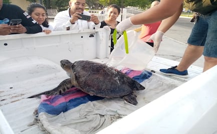 Muerte de tortugas marinas en Oaxaca, por ingesta de salpas: Profepa