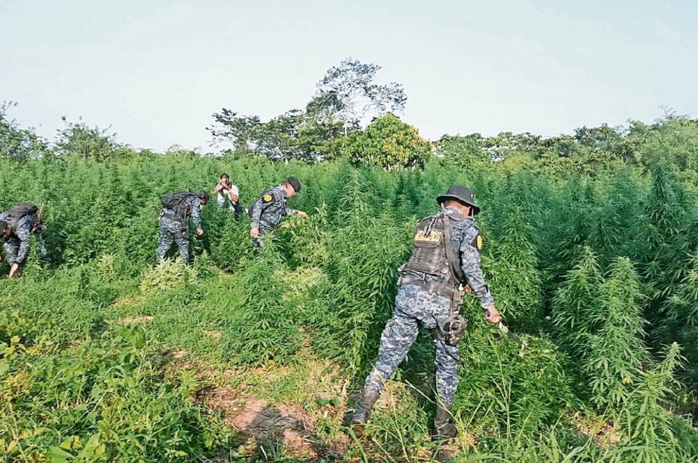 Acciones. Policías y militares de Guatemala participaron en marzo en una erradicación de marihuana en El Petén. CORTESÍA DE LA POLICÍA DE GUATEMALA