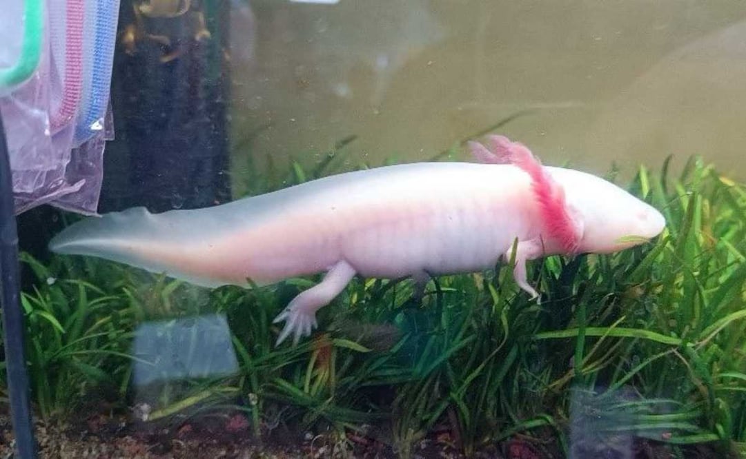 Profepa asegura 15 ejemplares de vida silvestre. Foto: Especial