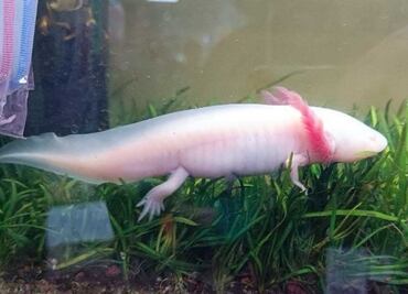 Profepa asegura 15 ejemplares de vida silvestre: boas, ajolotes y tortugas; ninguno contaba con marcaje que acredite su legalidad