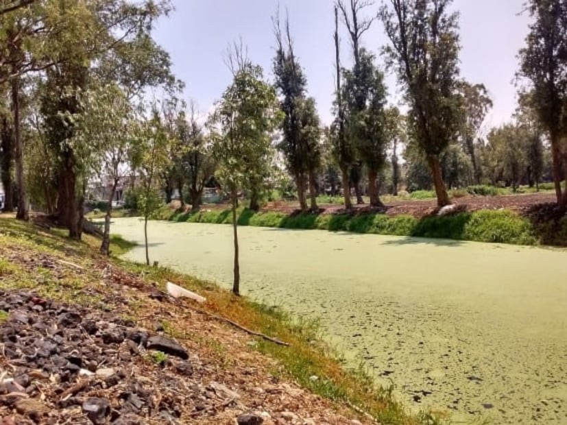 Ahuejotes, los viejos guardianes de las chinampas