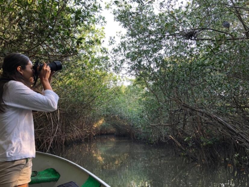 Puerto Vallarta: recorrido en vivo desde tu casa por los manglares de El Salado