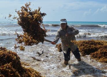 Presencia de sargazo en playas yucatecas aleja a turistas